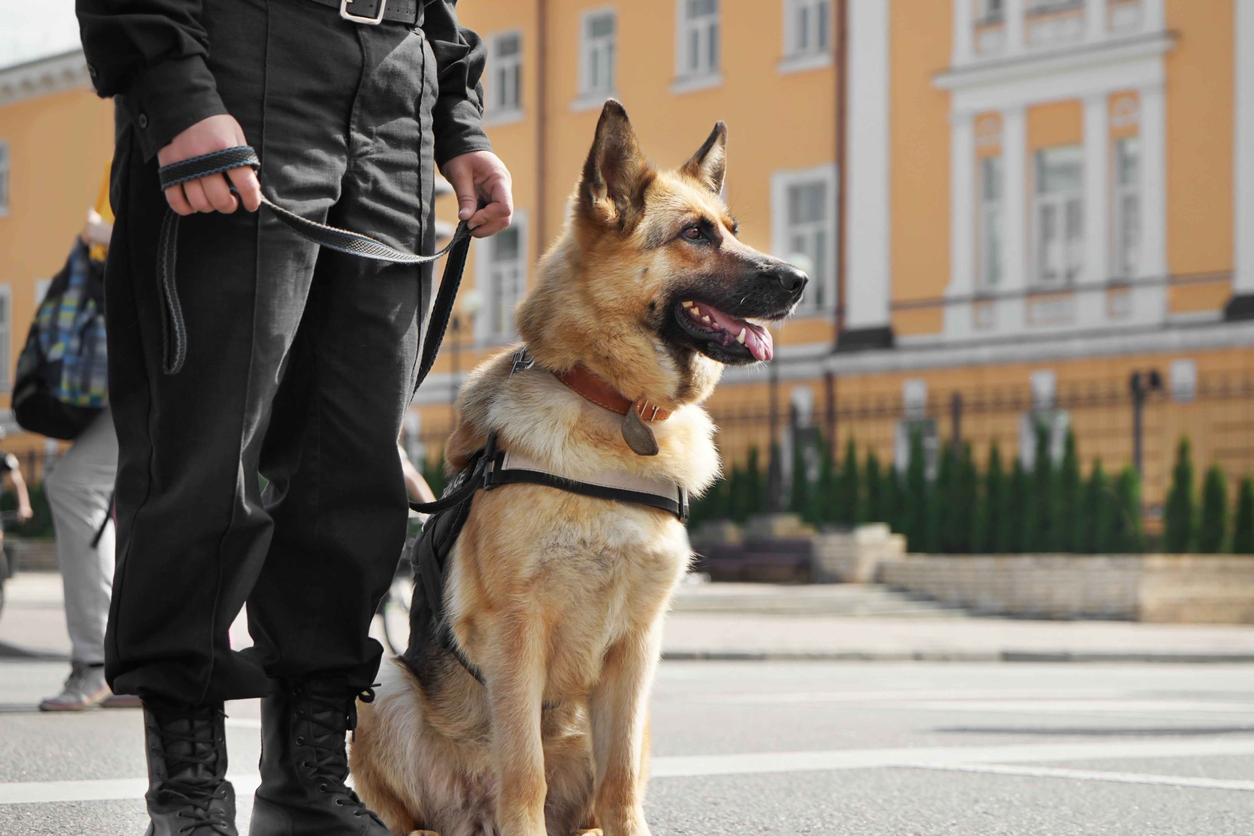 Different Types Of Working Dogs And The Jobs They Do